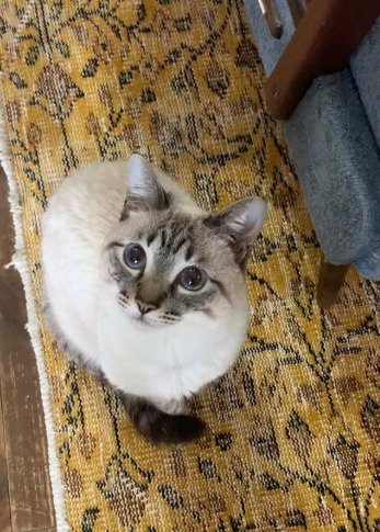 カメラを見上げる猫