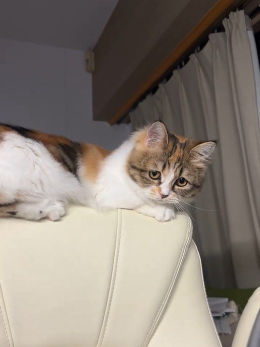 イスの背もたれに乗る猫