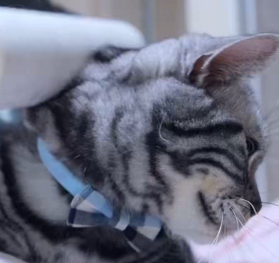 粘着シートを当てられている猫