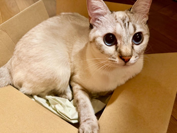 箱の中にいる猫
