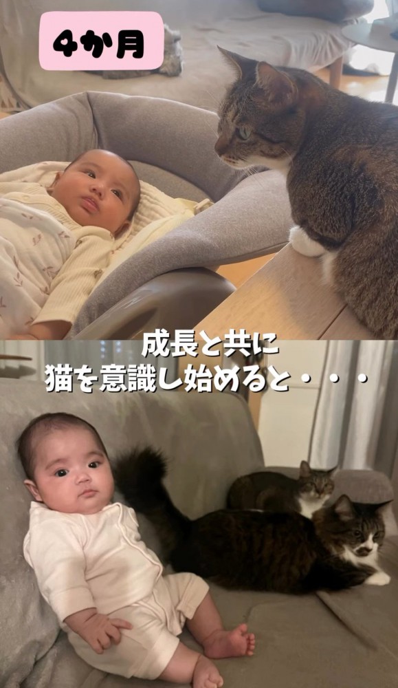 猫を見る赤ちゃんと猫と並んで座る赤ちゃん