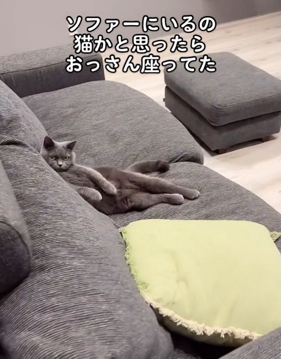 カメラ目線の猫