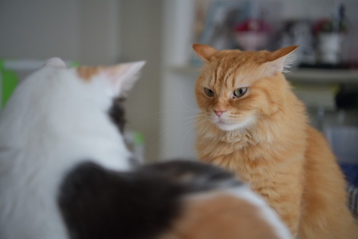 睨み合う猫