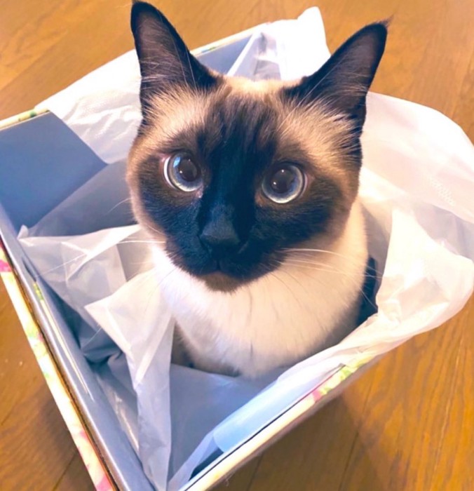 箱の中にいる猫の顔