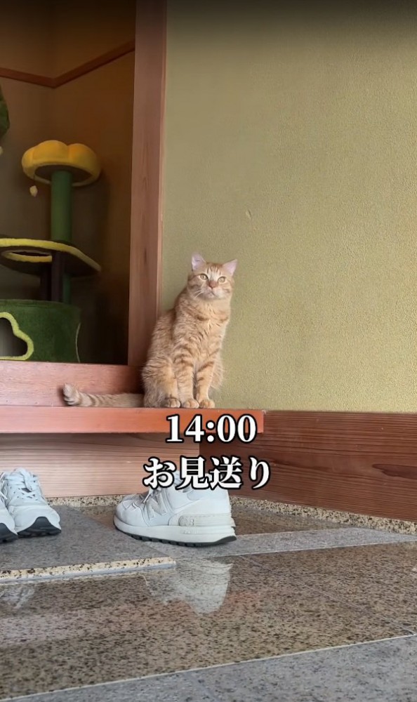 お見送りする猫
