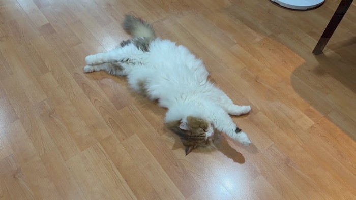 変わったヘソ天のコロタ