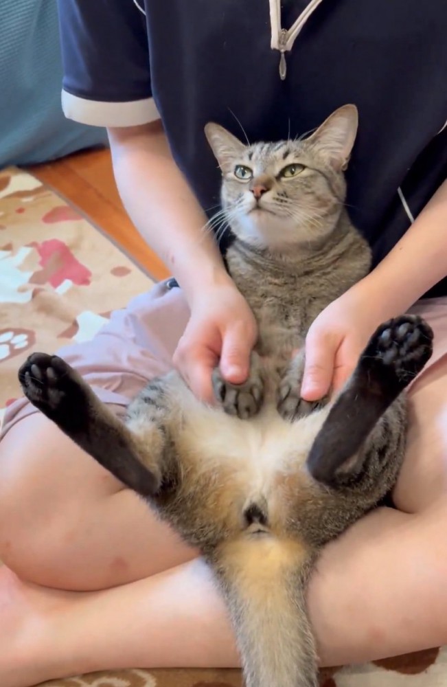マッサージされる猫