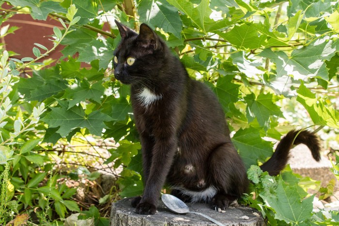 木陰で座る黒猫