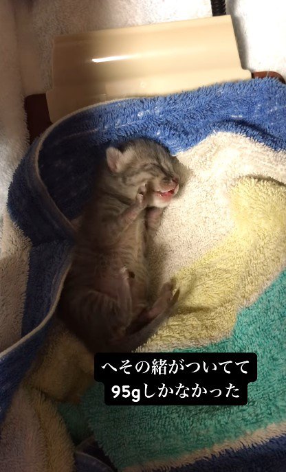 あまりに幼なすぎる赤ちゃん猫を保護