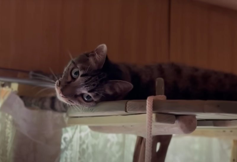 キャットタワーの上の猫