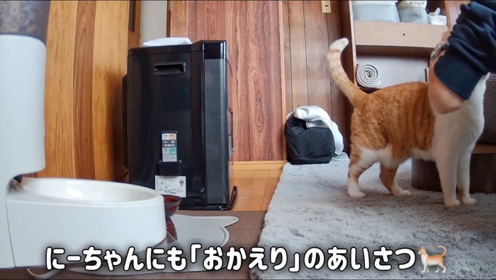 男の子に撫でられる猫