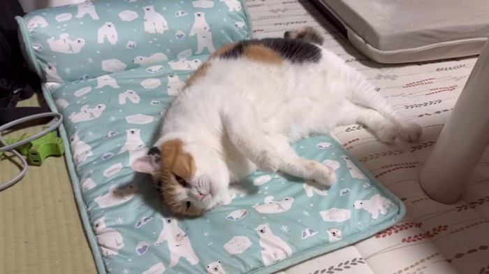 ペットマットに横になっている猫