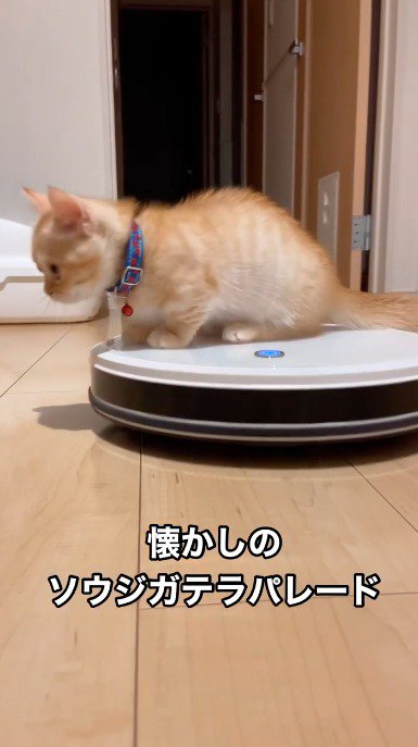 カメラに近づく子猫を乗せたロボット掃除機