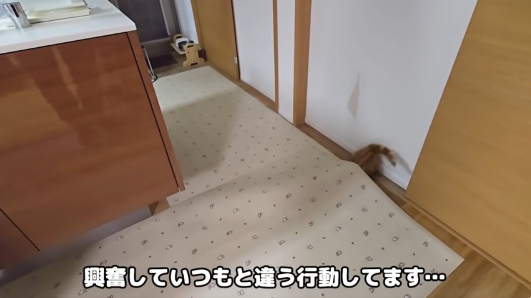 カーペットにもぐる子猫