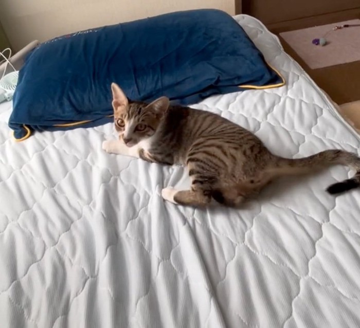 鳴きながら近づく猫