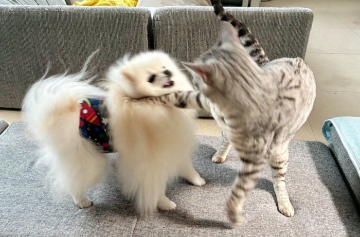 犬に猫がパンチしている