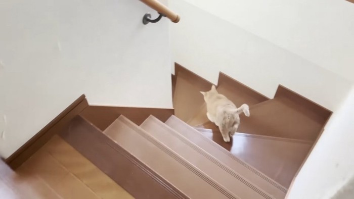 階段を下りるミックス猫