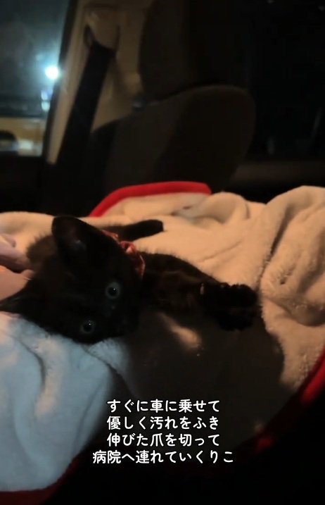 タオルの上に寝ている黒猫