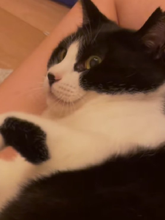 虚無顔の猫