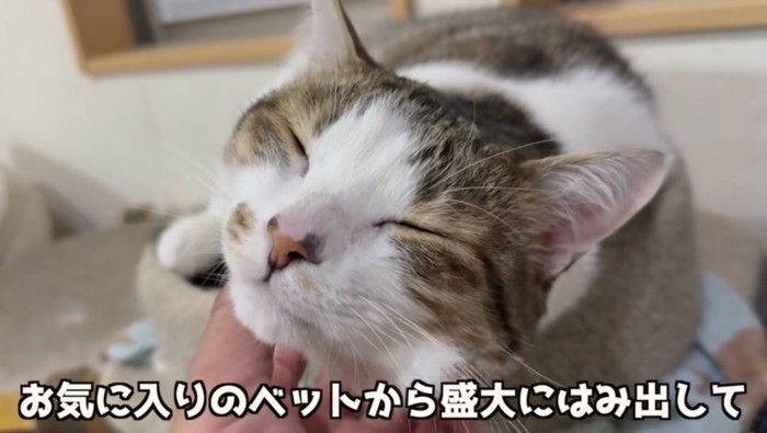 ベッドからはみ出るコトくん