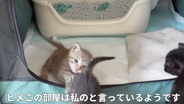 テントから猫を追い出そうとする猫