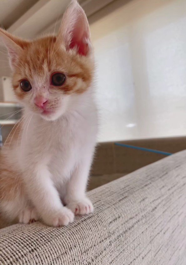 ソファの背もたれに座る猫