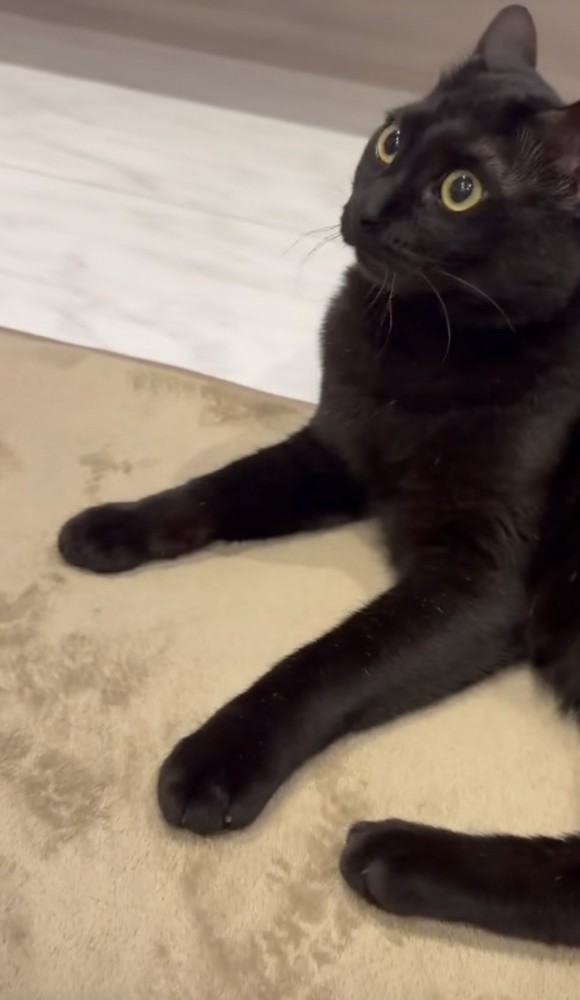 飼い主さんを見上げる猫の写真