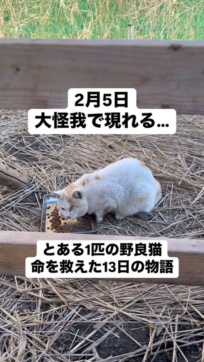 外でごはんを食べる猫