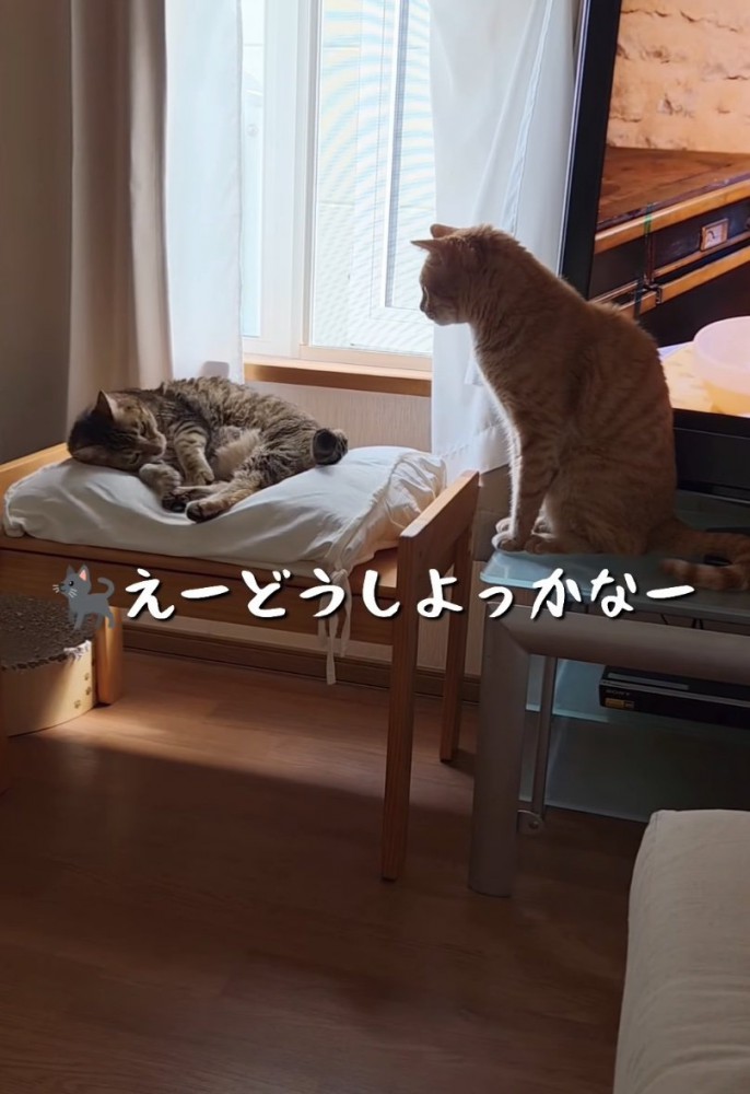 クッションに寝転ぶ