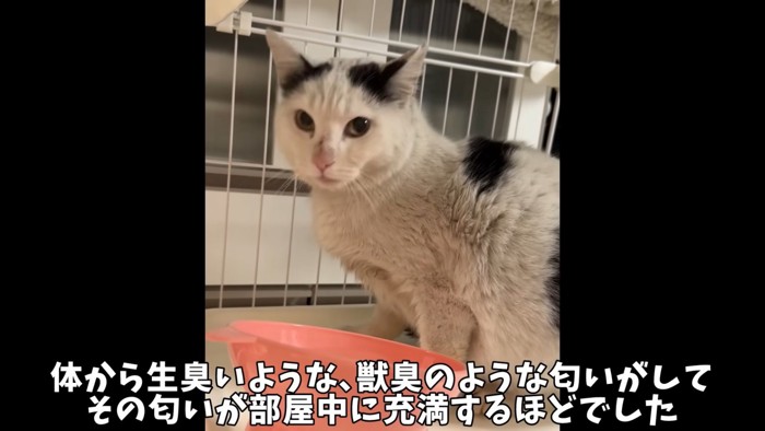 テロップ「体から生臭いような、~」