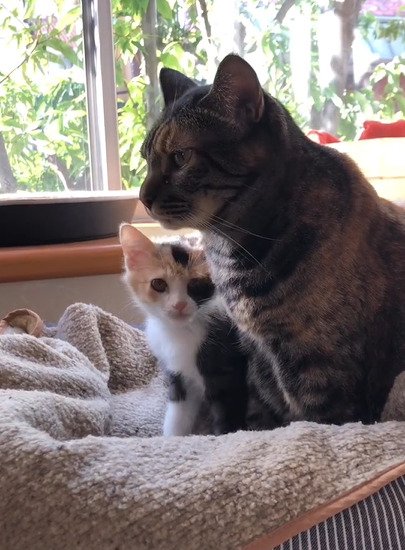 カメラ目線の子猫