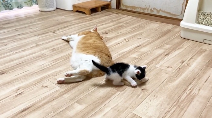 子猫と寝転がっている先住猫