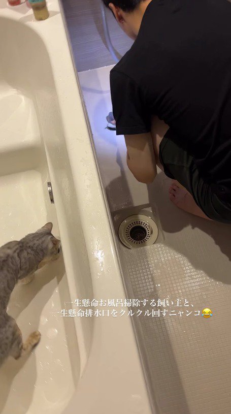 排水溝の蓋を見つめる猫