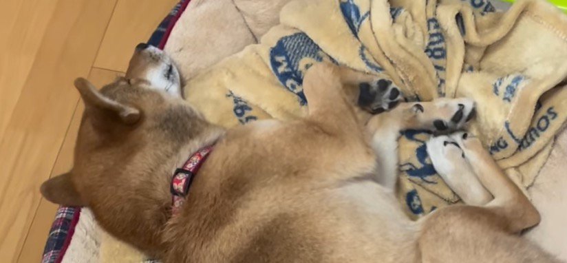 ベッドの縁に頭を乗せて眠る犬