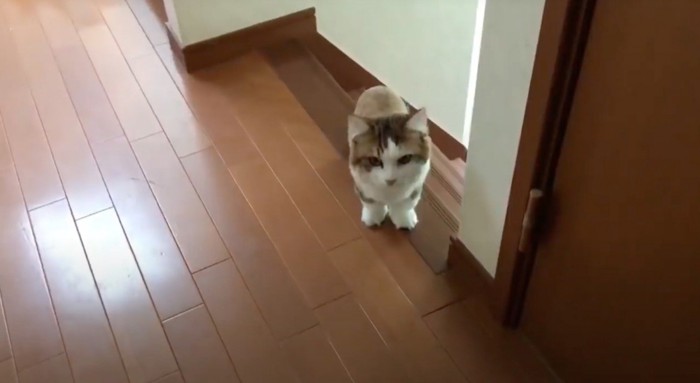 階段を上りきったキジ白猫