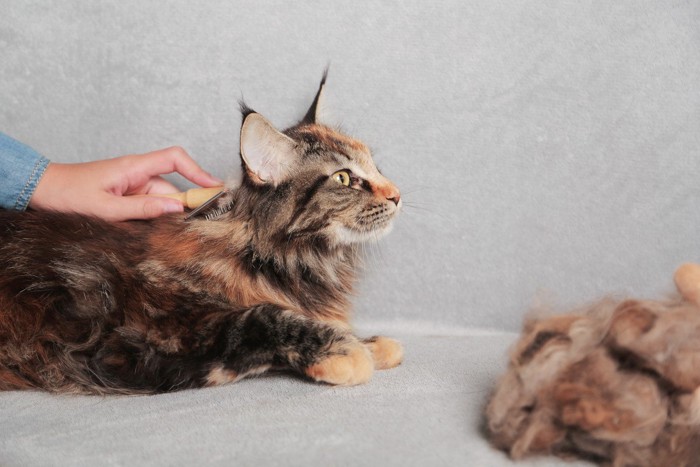 抜け毛が山盛りの猫