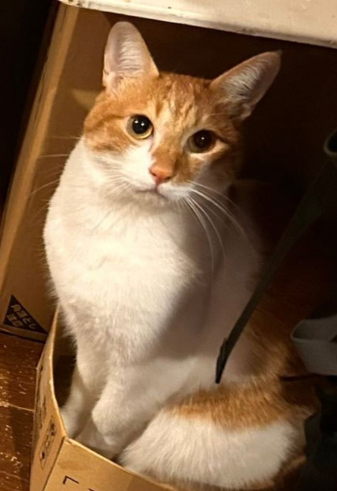 茶白の猫とらくんのアップ