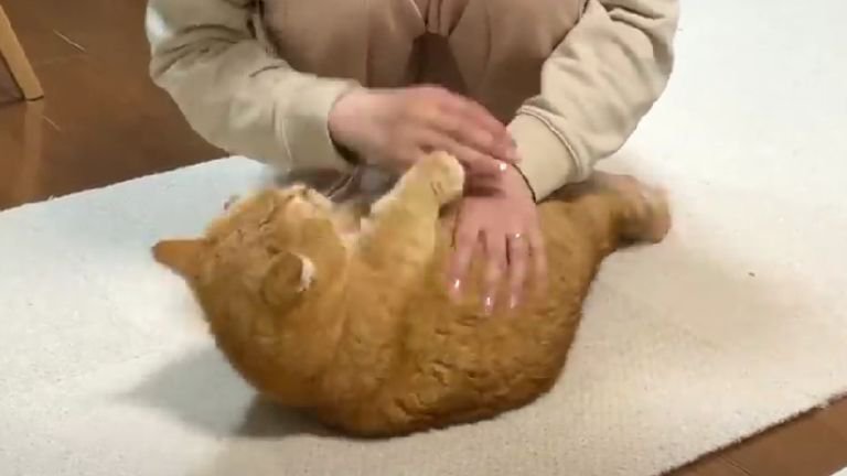 お腹を撫でられている猫