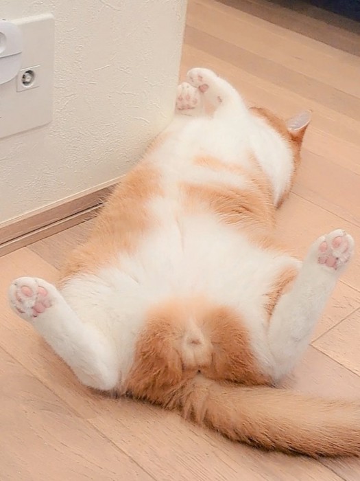 ヘソ天もなかくん