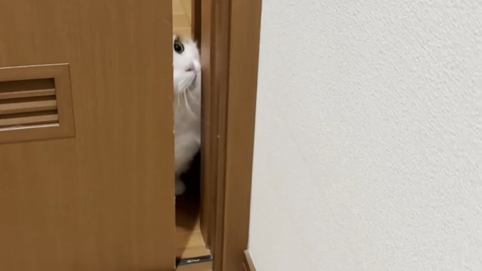考える猫