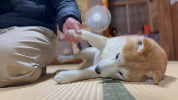 寝転がるももちゃん