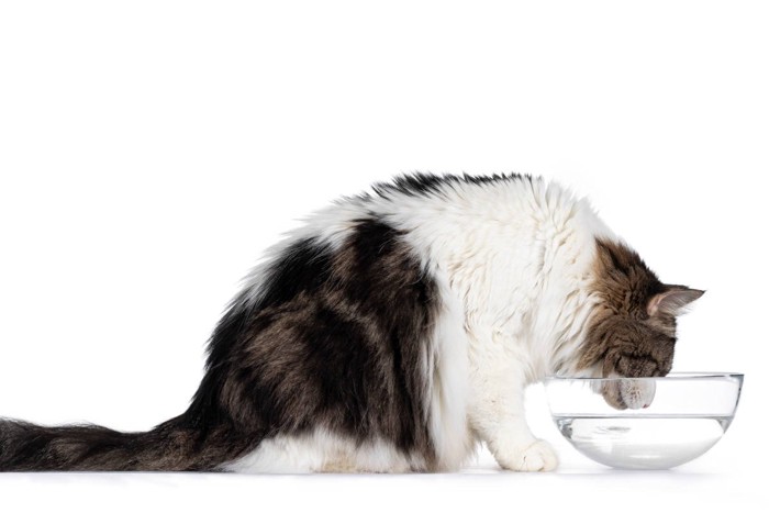 水を飲むノルウェージャン・フォレストキャット