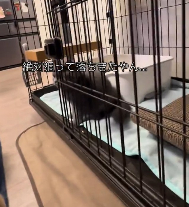 ケージの中にいる猫