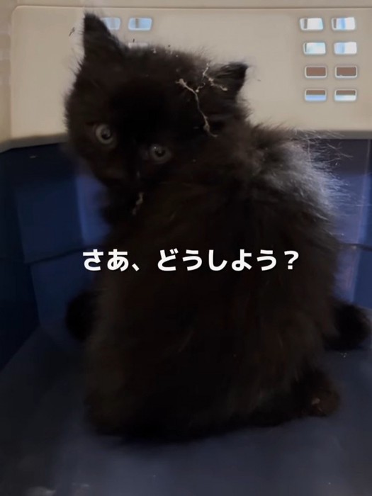 振り向く子猫
