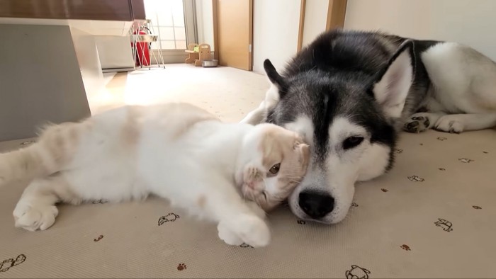 犬に甘える猫