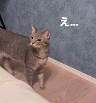 嫌そうな顔をしている猫
