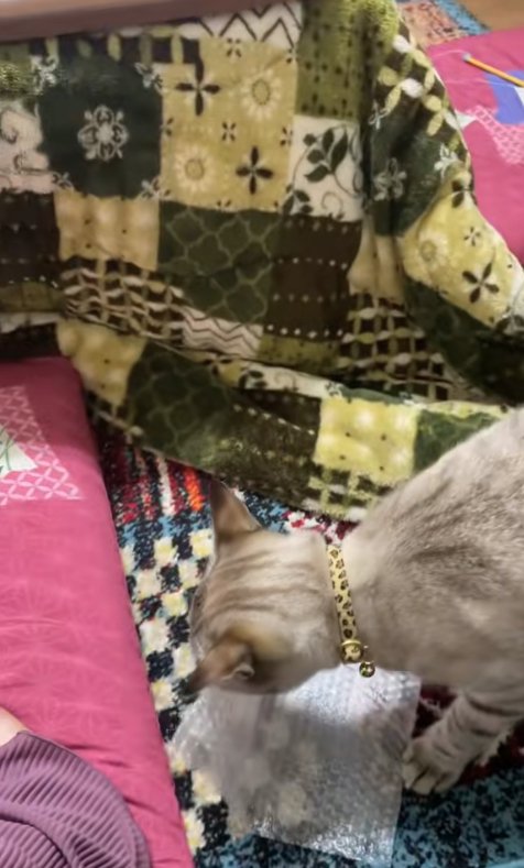 飼い主の前にプチプチを置いている猫