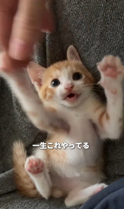 遊んでいる子猫