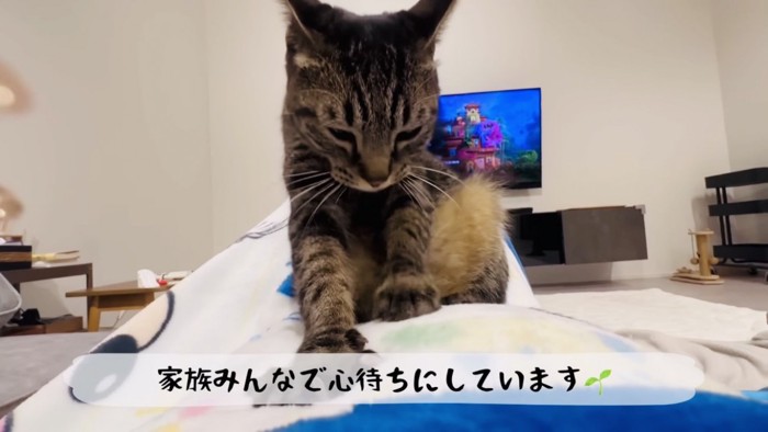 ママのお腹をふみふみするキジトラ猫