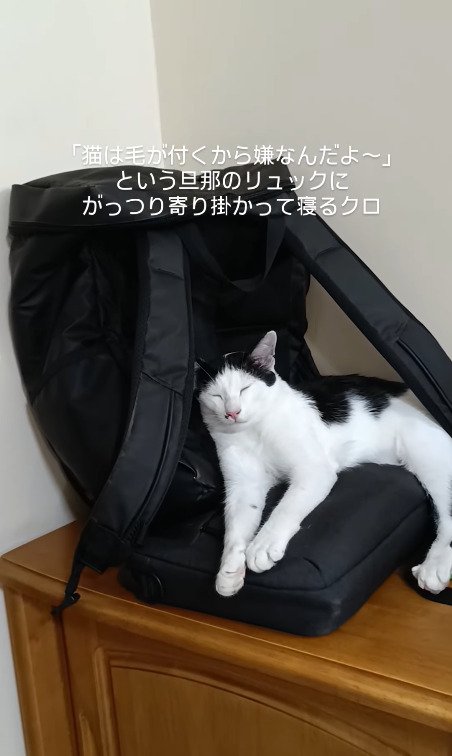 リュックの上が気持ちいい猫